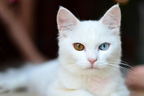 Top 10 Giống Mèo Trắng Xinh Đẹp Dễ Thương  Thichthucungcom
