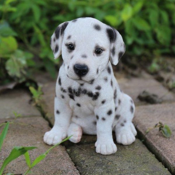 Những thông tin thú vị về chó đốm Dalmatian – Puppy's house - Thucanh.vn -  Website chuyên thông tin dành cho thú cưng, vật nuôi