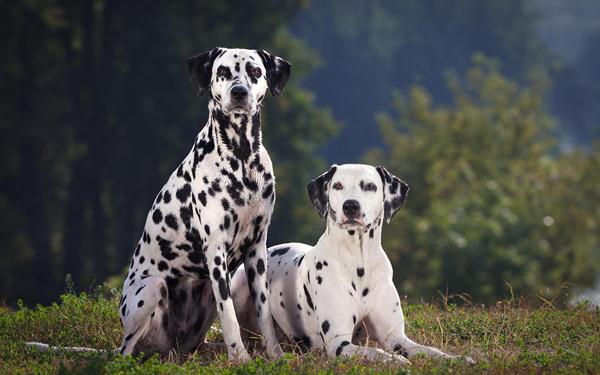 Bạn đang muốn tìm kiếm thông tin về chó đốm Dalmatian? Đừng bỏ qua thông tin tuyệt vời về giống chó này trên trang web của chúng tôi. Tại đây, bạn sẽ tìm thấy những mẹo về chăm sóc, dinh dưỡng và cả sự vui vẻ của những chú chó dễ thương này.