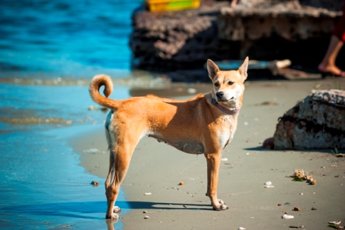 Chó Phú Quốc Và Những Đặc Điểm Nổi Bật – Puppy'S House
